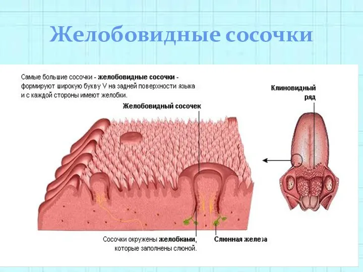 Желобовидные сосочки