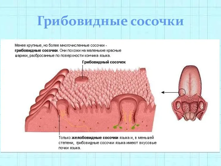 Грибовидные сосочки