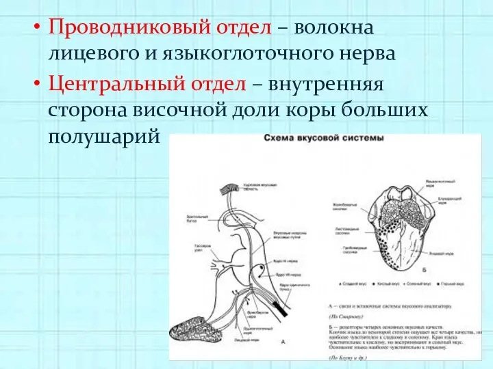 Проводниковый отдел – волокна лицевого и языкоглоточного нерва Центральный отдел