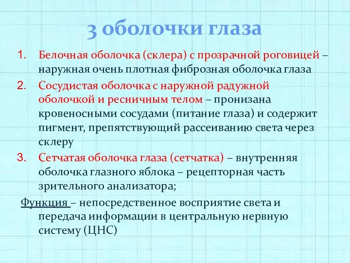 3 оболочки глаза Белочная оболочка (склера) с прозрачной роговицей –