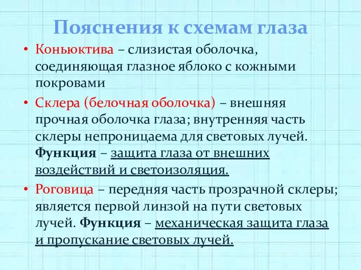 Пояснения к схемам глаза Коньюктива – слизистая оболочка, соединяющая глазное