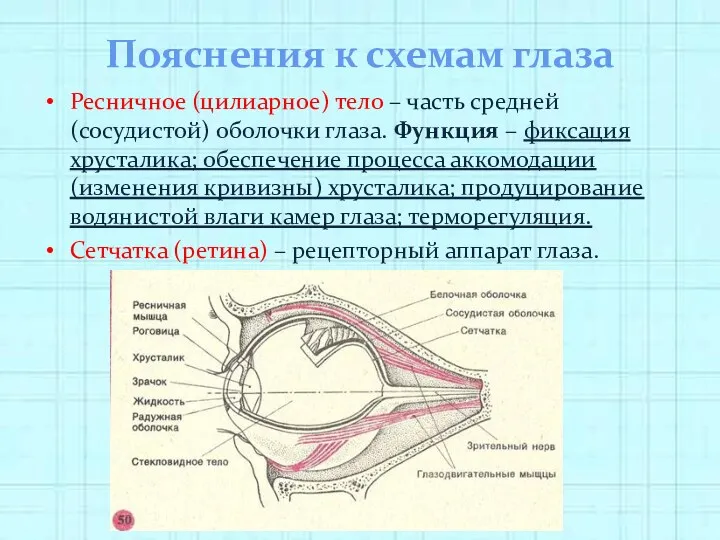 Пояснения к схемам глаза Ресничное (цилиарное) тело – часть средней