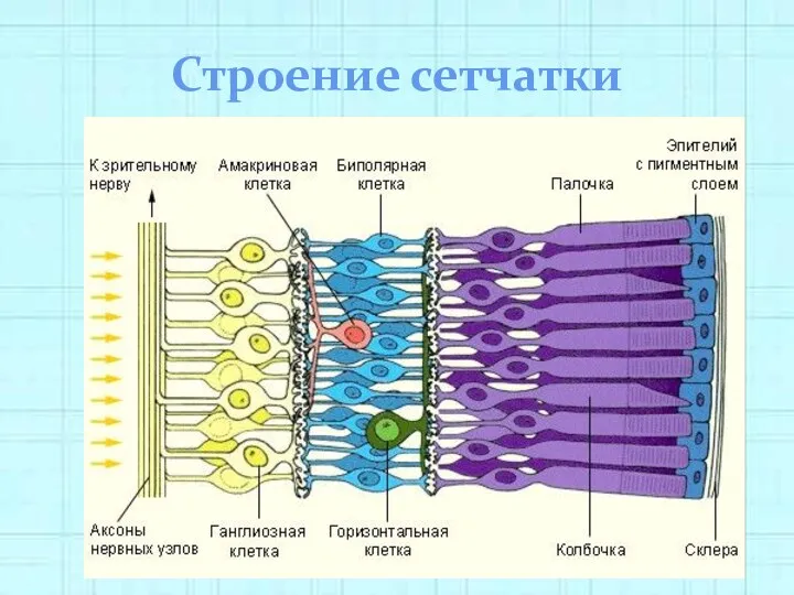 Строение сетчатки