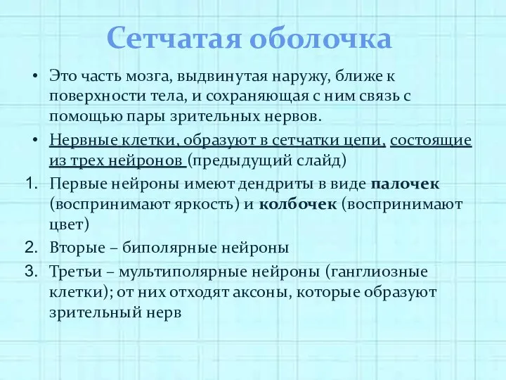 Сетчатая оболочка Это часть мозга, выдвинутая наружу, ближе к поверхности