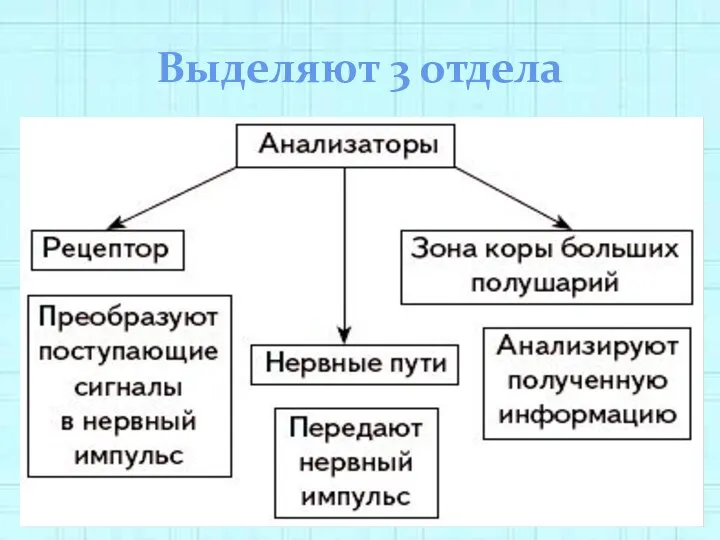 Выделяют 3 отдела