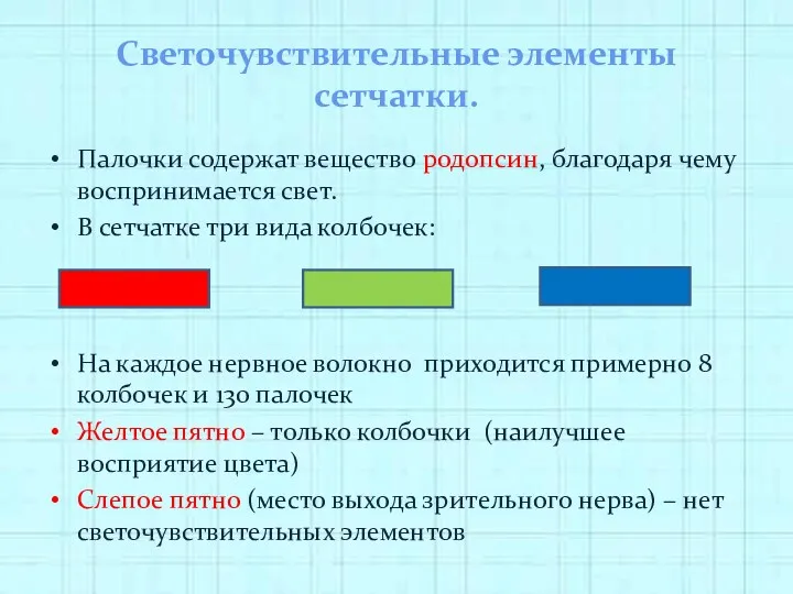 Светочувствительные элементы сетчатки. Палочки содержат вещество родопсин, благодаря чему воспринимается