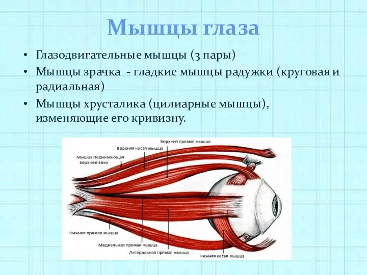 Мышцы глаза Глазодвигательные мышцы (3 пары) Мышцы зрачка - гладкие