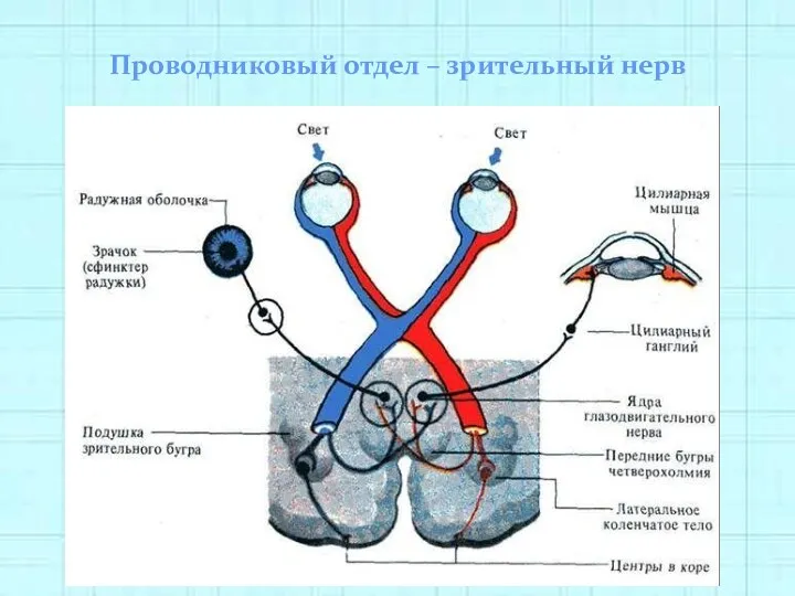 Проводниковый отдел – зрительный нерв