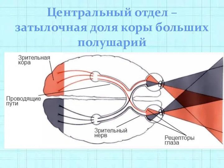 Центральный отдел – затылочная доля коры больших полушарий