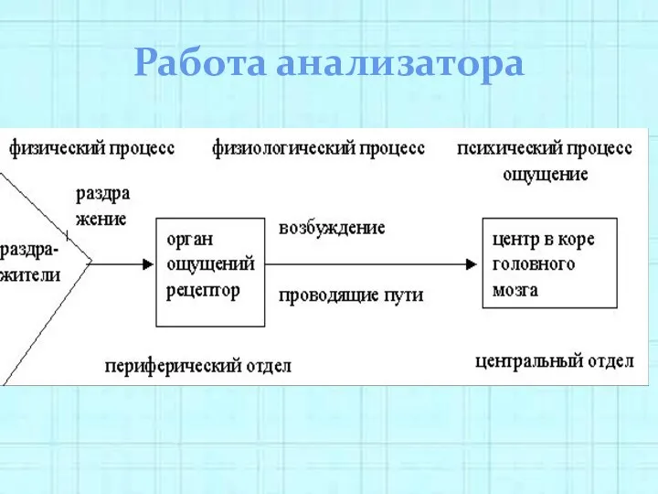 Работа анализатора