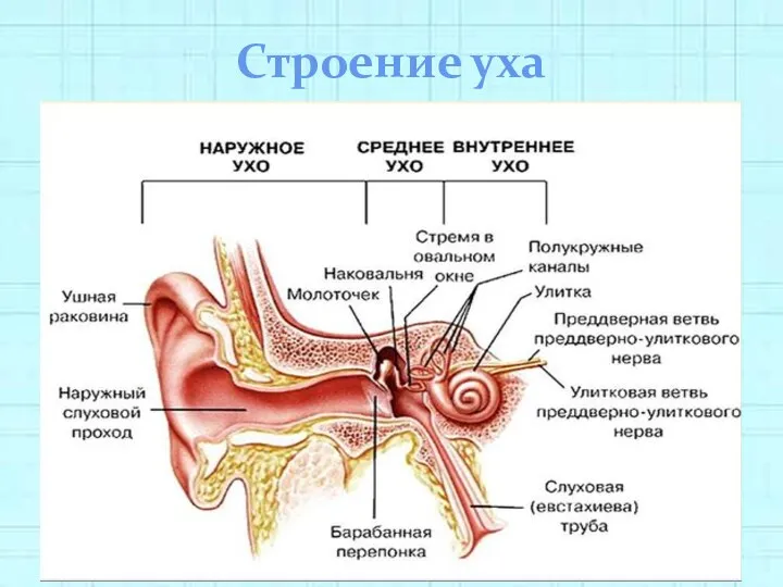 Строение уха