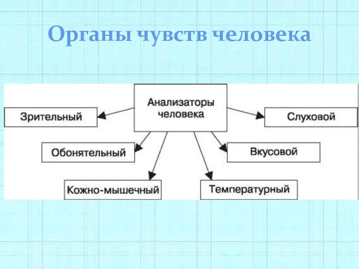 Органы чувств человека