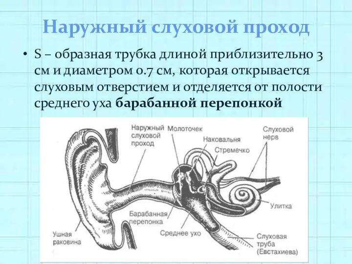 Наружный слуховой проход S – образная трубка длиной приблизительно 3