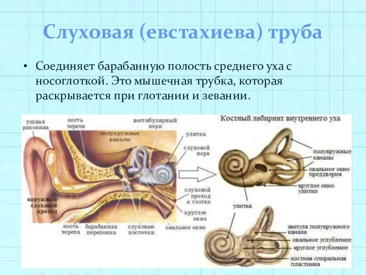 Слуховая (евстахиева) труба Соединяет барабанную полость среднего уха с носоглоткой.