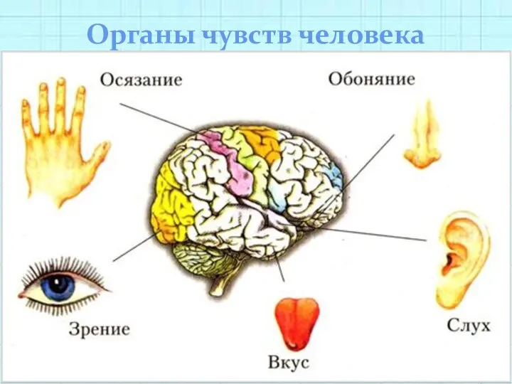 Органы чувств человека