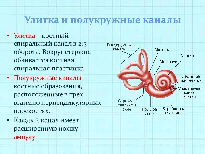 Улитка и полукружные каналы Улитка – костный спиральный канал в