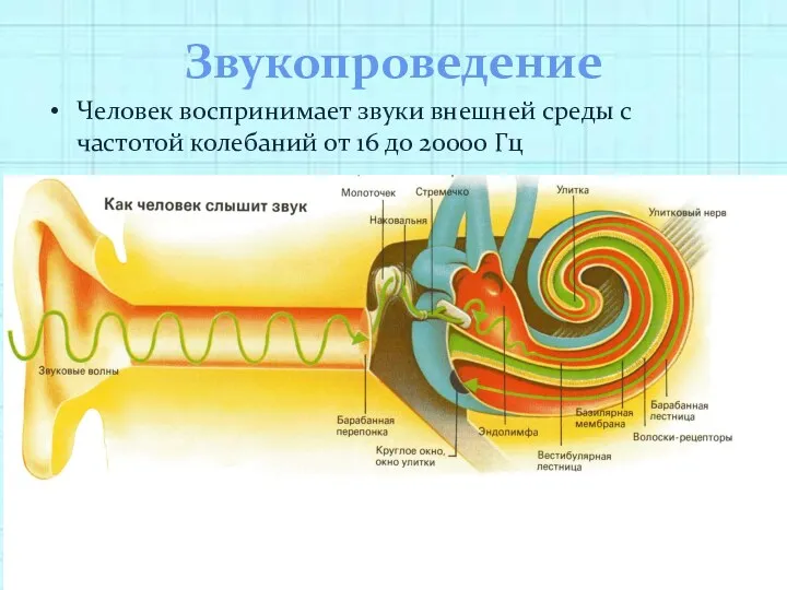 Звукопроведение Человек воспринимает звуки внешней среды с частотой колебаний от 16 до 20000 Гц