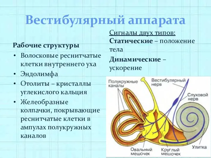 Вестибулярный аппарата Рабочие структуры Волосковые реснитчатые клетки внутреннего уха Эндолимфа