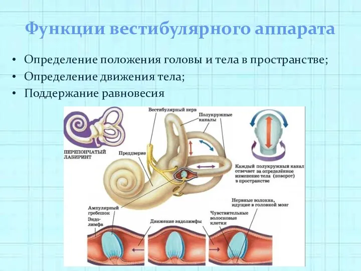 Функции вестибулярного аппарата Определение положения головы и тела в пространстве; Определение движения тела; Поддержание равновесия