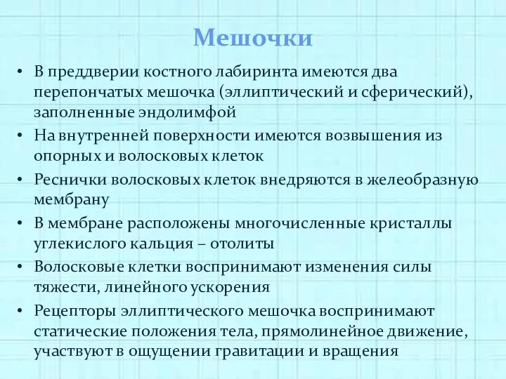 Мешочки В преддверии костного лабиринта имеются два перепончатых мешочка (эллиптический