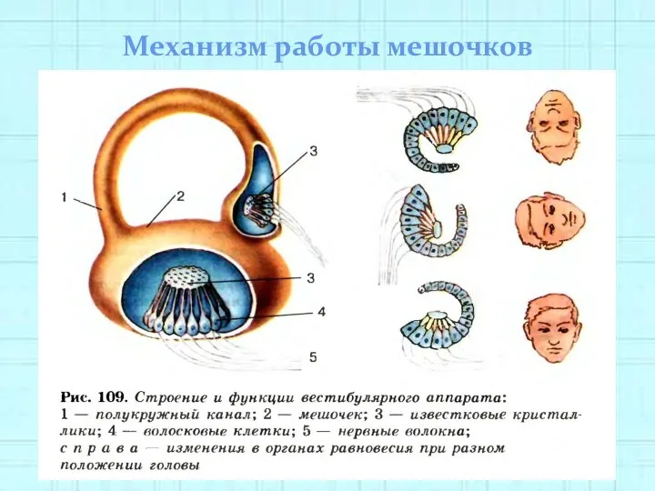 Механизм работы мешочков