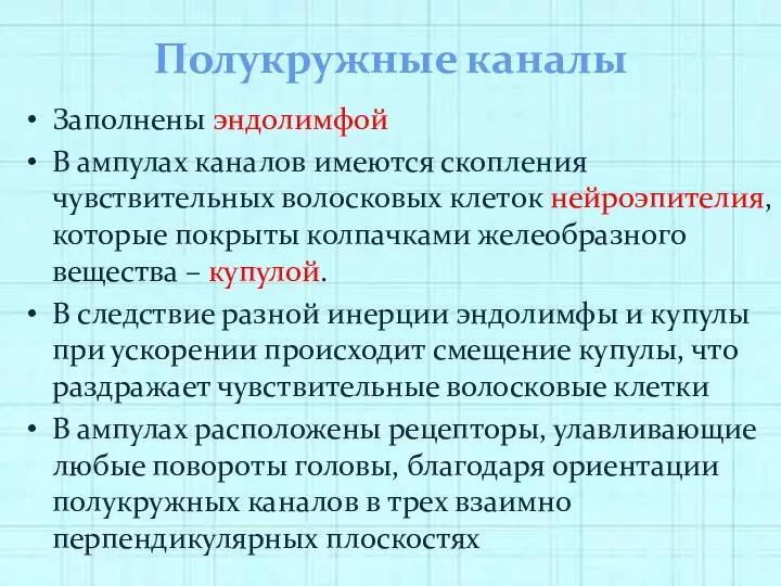 Полукружные каналы Заполнены эндолимфой В ампулах каналов имеются скопления чувствительных