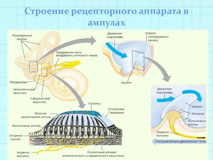 Строение рецепторного аппарата в ампулах