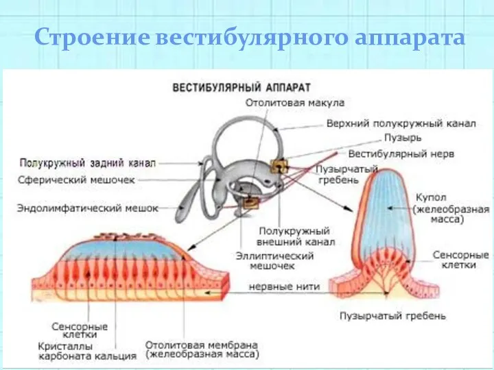 Строение вестибулярного аппарата