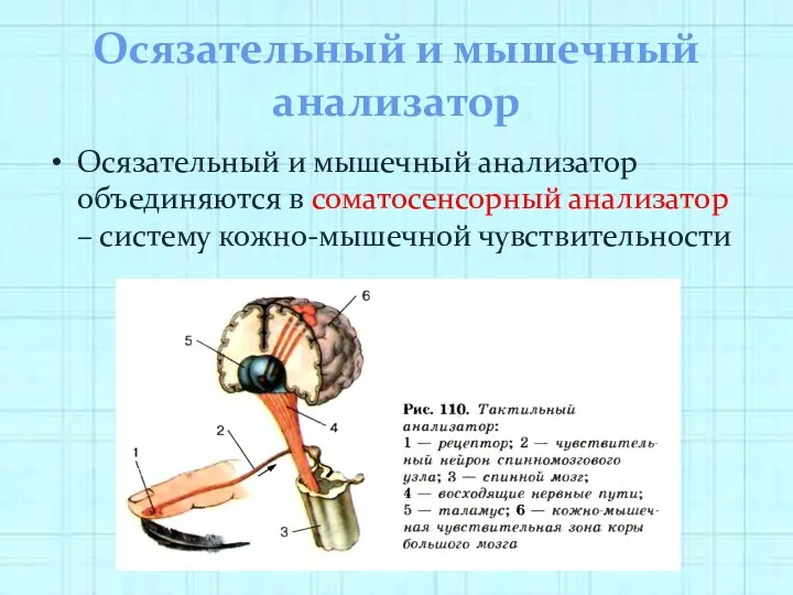 Осязательный и мышечный анализатор Осязательный и мышечный анализатор объединяются в соматосенсорный анализатор – систему кожно-мышечной чувствительности