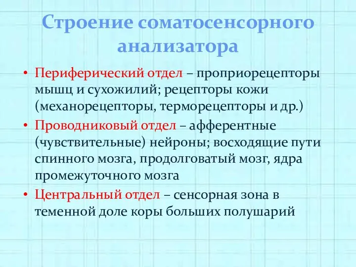 Строение соматосенсорного анализатора Периферический отдел – проприорецепторы мышц и сухожилий;