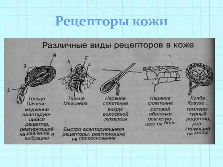 Рецепторы кожи