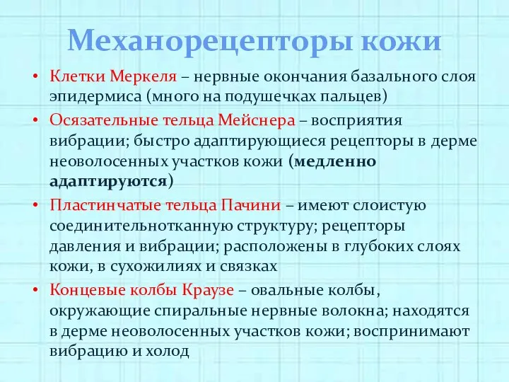 Механорецепторы кожи Клетки Меркеля – нервные окончания базального слоя эпидермиса