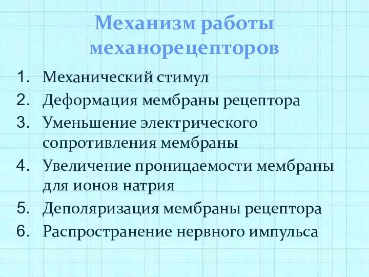 Механизм работы механорецепторов Механический стимул Деформация мембраны рецептора Уменьшение электрического