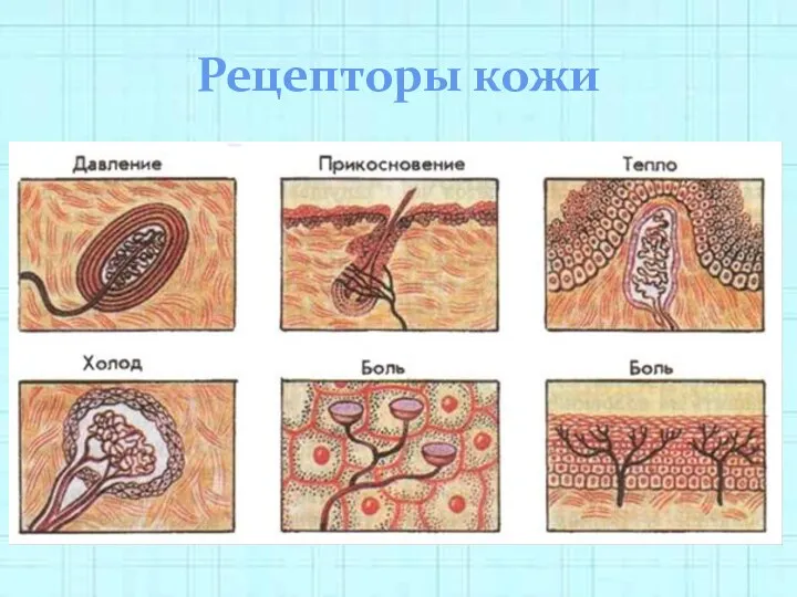 Рецепторы кожи