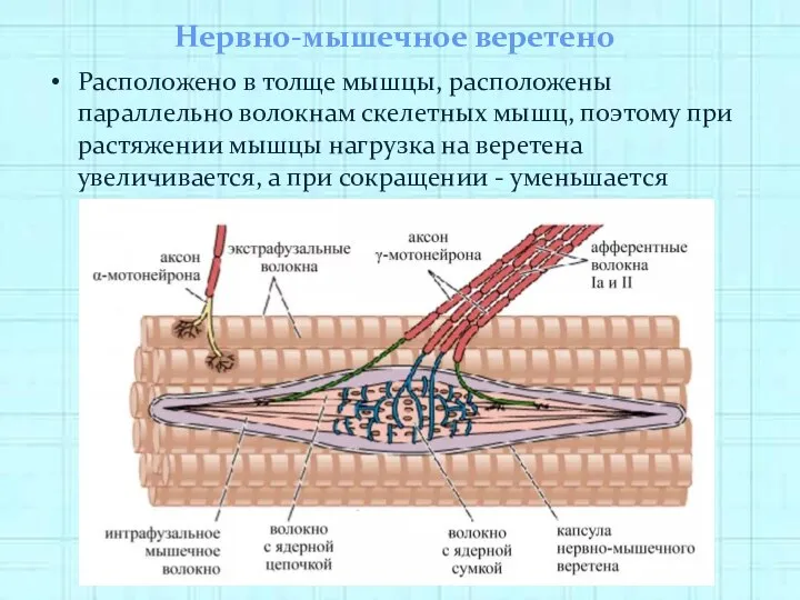 Нервно-мышечное веретено Расположено в толще мышцы, расположены параллельно волокнам скелетных