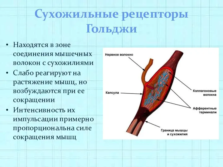 Сухожильные рецепторы Гольджи Находятся в зоне соединения мышечных волокон с