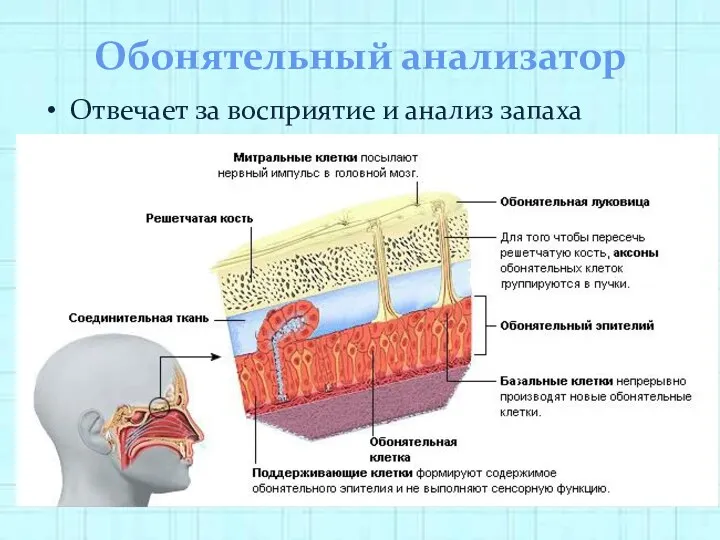 Обонятельный анализатор Отвечает за восприятие и анализ запаха