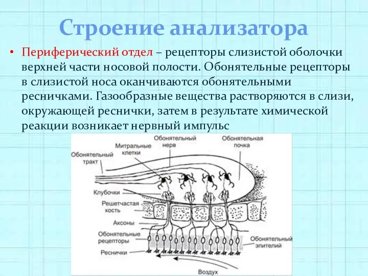 Строение анализатора Периферический отдел – рецепторы слизистой оболочки верхней части