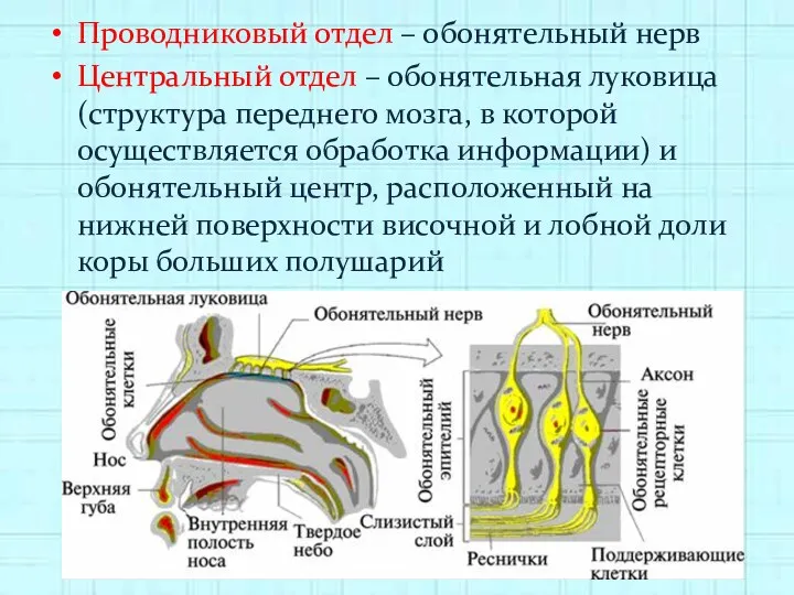 Проводниковый отдел – обонятельный нерв Центральный отдел – обонятельная луковица