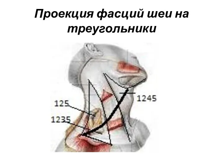 Проекция фасций шеи на треугольники