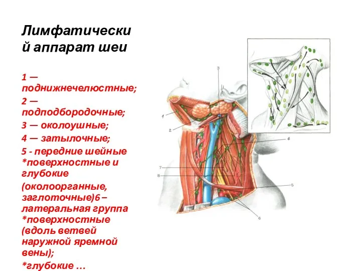 Лимфатический аппарат шеи 1 — поднижнечелюстные; 2 — подподбородочные; 3