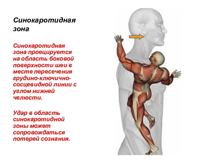 Синокаротидная зона Синокаротидная зона проецируется на область боковой поверхности шеи