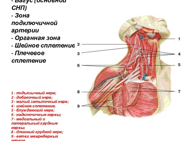 - Вагус (основной СНП) - Зона подключичной артерии - Органная