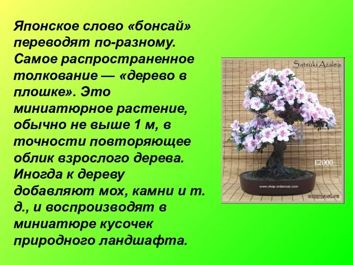 Японское слово «бонсай» переводят по-разному. Самое распространенное толкование — «дерево