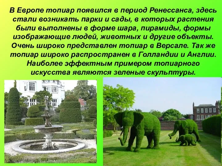 В Европе топиар появился в период Ренессанса, здесь стали возникать