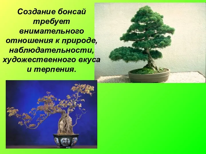 Создание бонсай требует внимательного отношения к природе, наблюдательности, художественного вкуса и терпения.