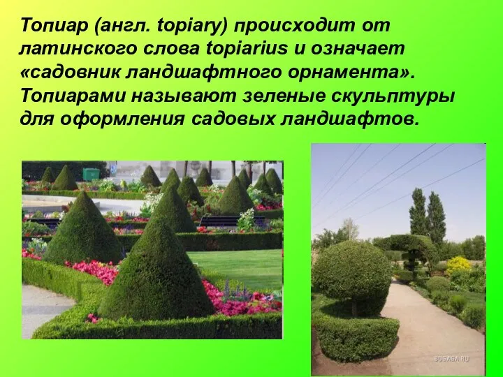 Топиар (англ. topiary) происходит от латинского слова topiarius и означает