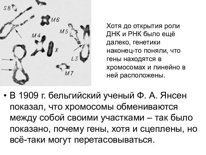 В 1909 г. бельгийский ученый Ф. А. Янсен показал, что