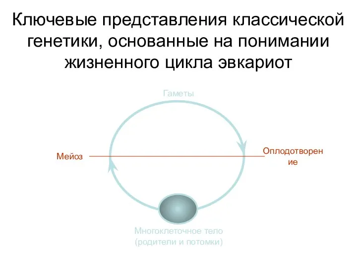 Ключевые представления классической генетики, основанные на понимании жизненного цикла эвкариот