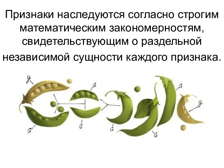 Признаки наследуются согласно строгим математическим закономерностям, свидетельствующим о раздельной независимой сущности каждого признака.